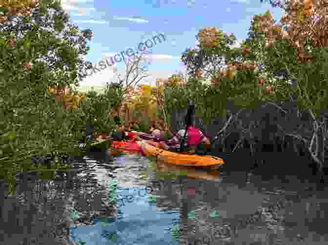 A Kayaker Navigating Through The Serene Mangroves Of La Paz Bay Moon Los Cabos: With La Paz Todos Santos (Travel Guide)