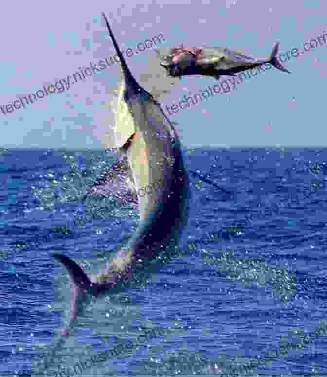 A Swordfish Breaches The Water's Surface, Its Long, Sword Like Bill Slicing Through The Air. Denizens Of The Deep: True Tales Of Deep Sea Fishing