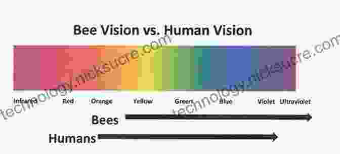 Bee Vision Compared To Human Vision, Showing The Extended Range Of Colors Bees Can See, Particularly In The Ultraviolet Spectrum. How The World Looks To A Bee: And Other Moments Of Science