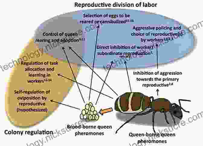 Illustration Of Bees Communicating Through Dance And Pheromones, Highlighting The Importance Of Chemical Cues In Their Social Interactions. How The World Looks To A Bee: And Other Moments Of Science